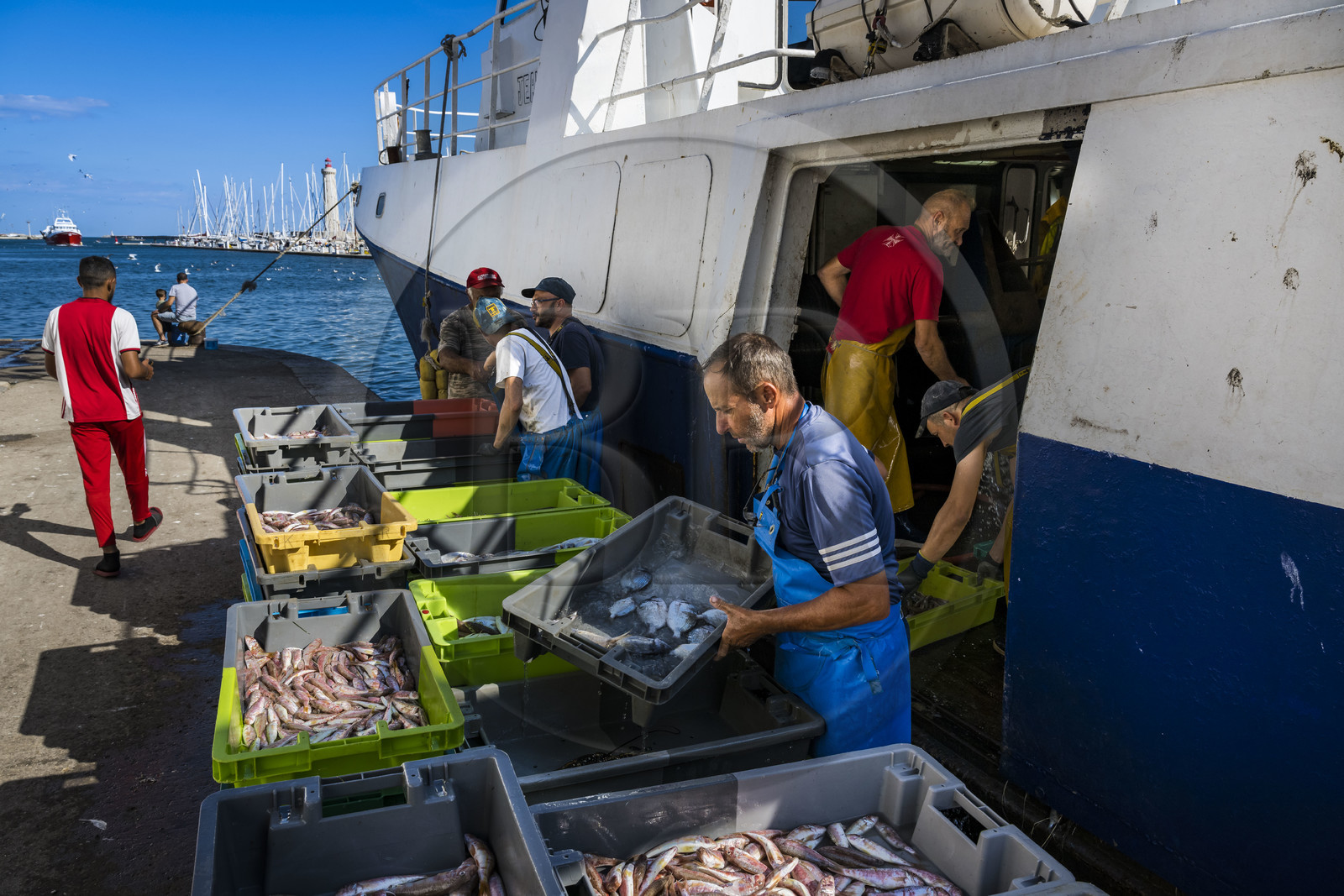 France, Hérault (34), Sète, Port de pêche, retour des chalutiers à quai et déchargement de la pêche