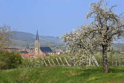 France, Bas-Rhin (67), Route des vins d'Alsace, Westhoffen, cerisiers en fleurs et vignoble en avril