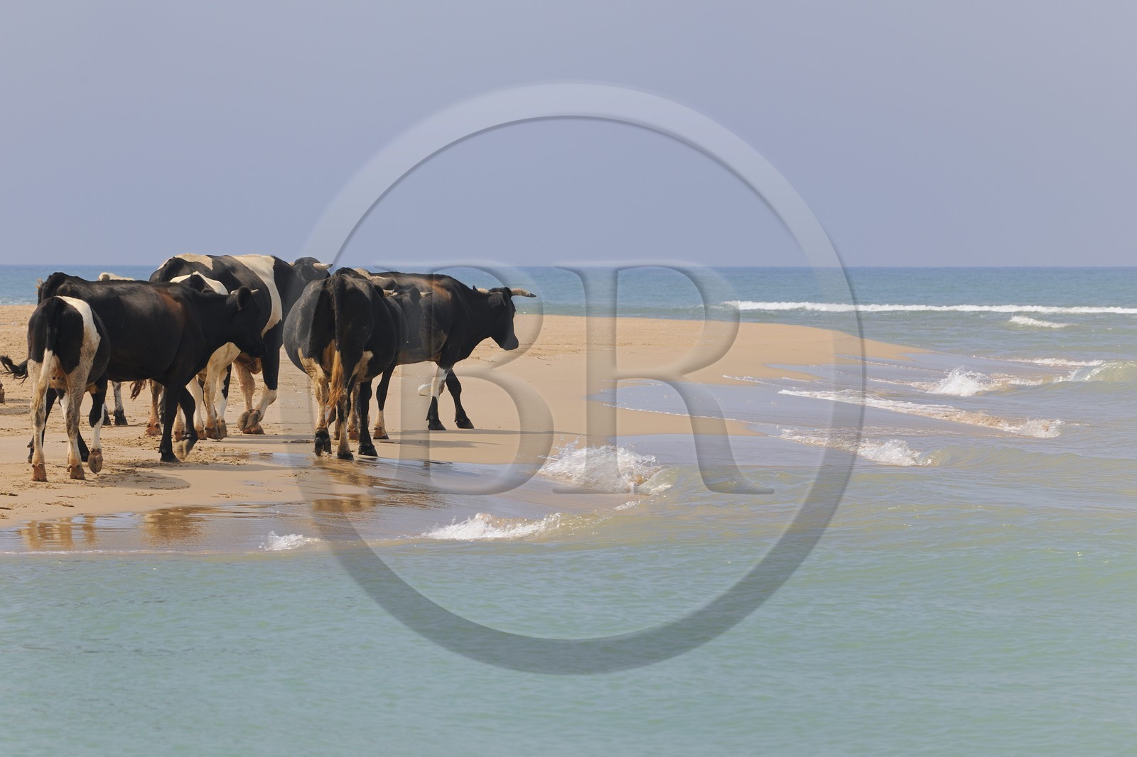 Morocco, Oriental Region, herd of cows along the beach