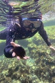 France, Var, Le Rayol Canadel sur Mer, Domaine du Rayol, Jardin des Mediterranees, Conservatoire du Littoral Estate compulsory mention, the marine path, sea urchin