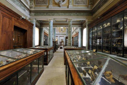 France, Hérault (34), Montpellier, centre historique, faculté de médecine, le musée d'anatomie
