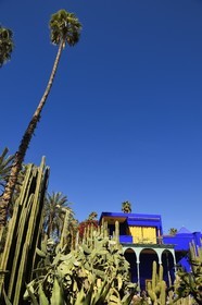 Maroc, Haut-Atlas, Marrakech, ville impériale, quartier de Gueliz, jardin Majorelle fondé en 1931 par le peintre français Jacques Majorelle puis racheté en 1980 par Yves Saint Laurent et Pierre Bergé