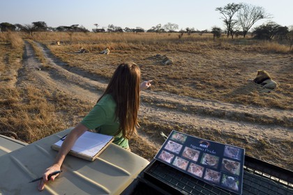Zimbabwe, province des Midlands, Gweru, Antelope Park qui abrite ALERT (African Lion and Environmental Research Trust), Yvonne Gordon est une permanente du projet en charge de l'observation du comportement des lions qui seront relachés en clan dans un parc national, ici en zone 2 les quatre femelles adultes et le mâle qui ont enfantés les lions qui seront relachés