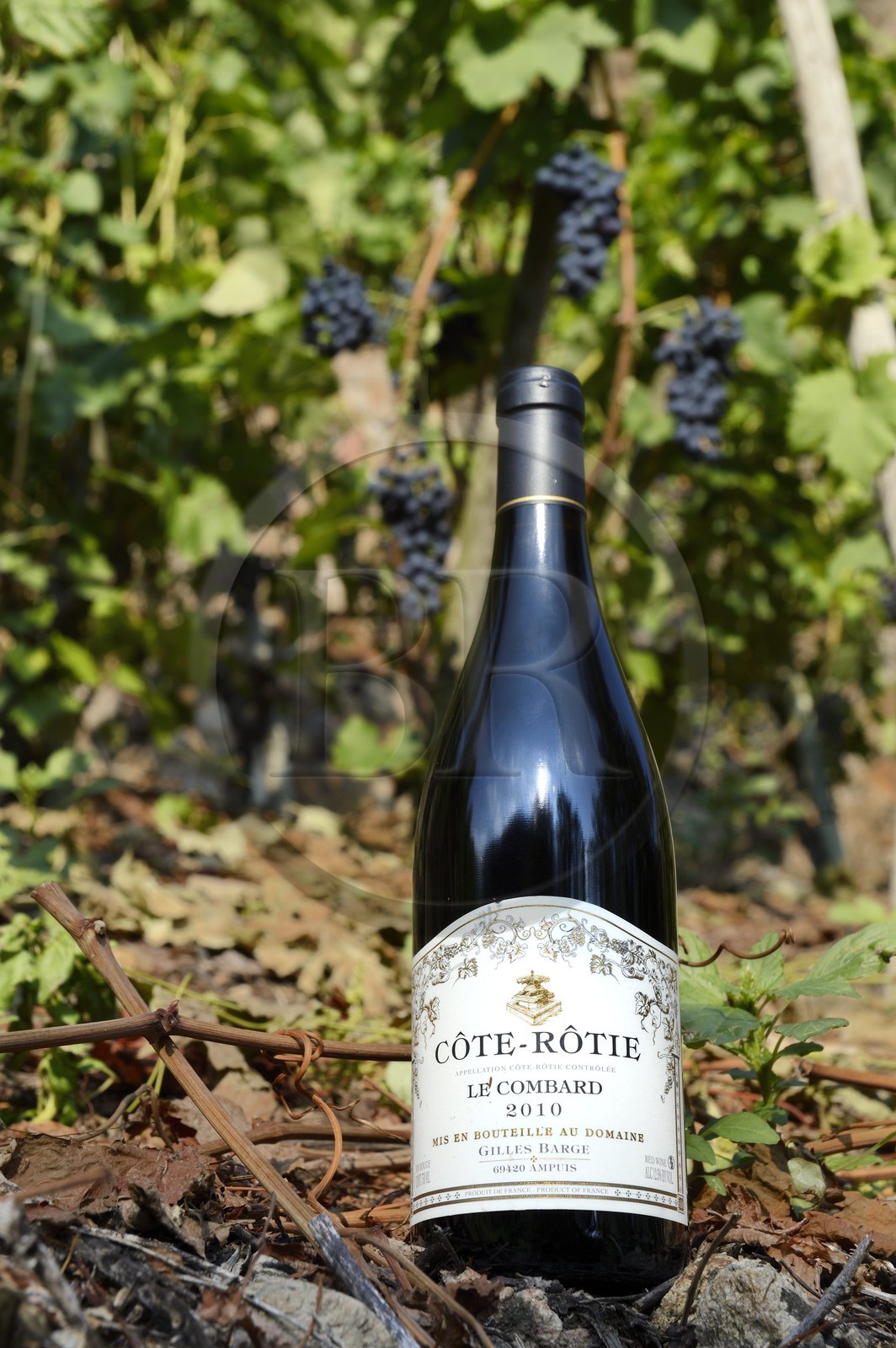 France, Rhône (69), Parc Naturel Régional du Pilat, Ampuis, vignoble AOC Côte Rôtie du domaine de Gilles Barge