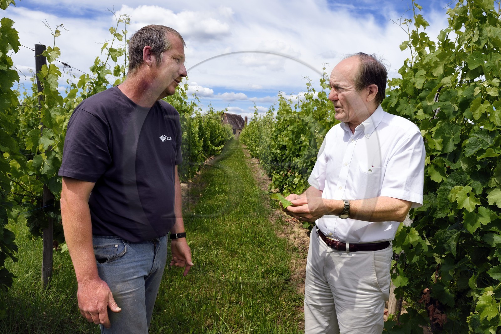 France, Dordogne, Creysse near Bergerac, Pecharmant vineyard, chateau de Tiregand, Francois-Xavier de Saint-Exupéry owner and winemaker in his vineyard