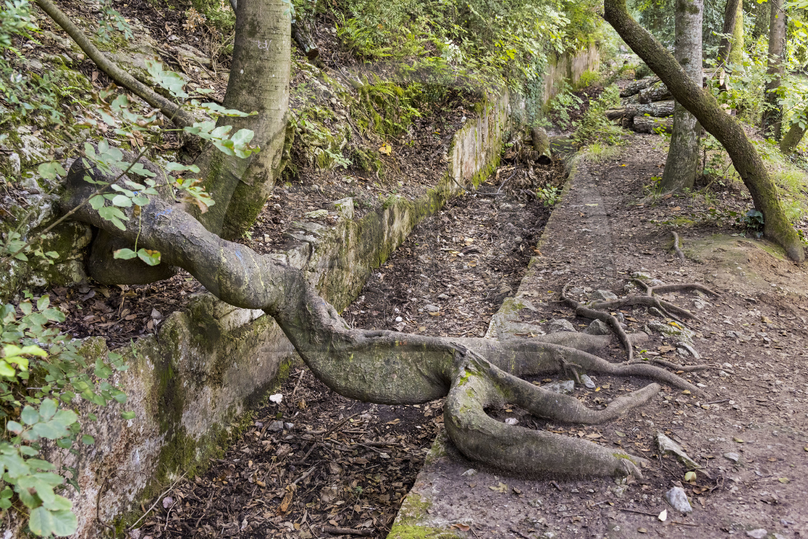 France, Gard (30), Uzès, Vallée de l’Eure, vestiges de l'aqueduc romain de plus de 52 km de longueur qui amenait l'eau de la Fontaine d'Eure au pied d'Uzès jusqu'à Nimes, racine de micocoulier de Provence