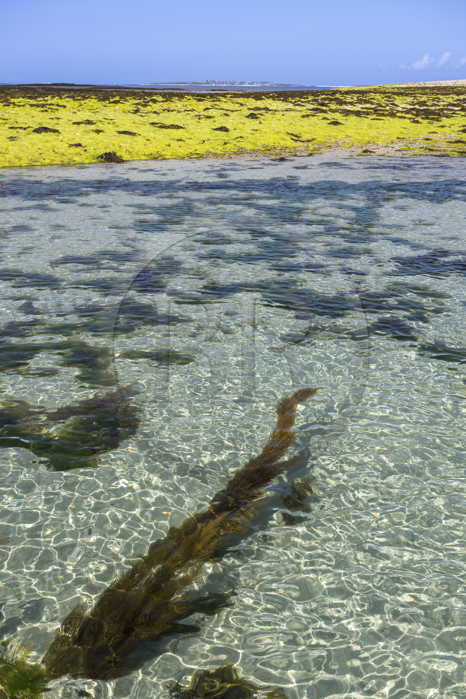 France, Finistère, Iroise Sea, Molene archipelago, Quemenes Island, green algae and black seaweed on the foreshore at low tide
