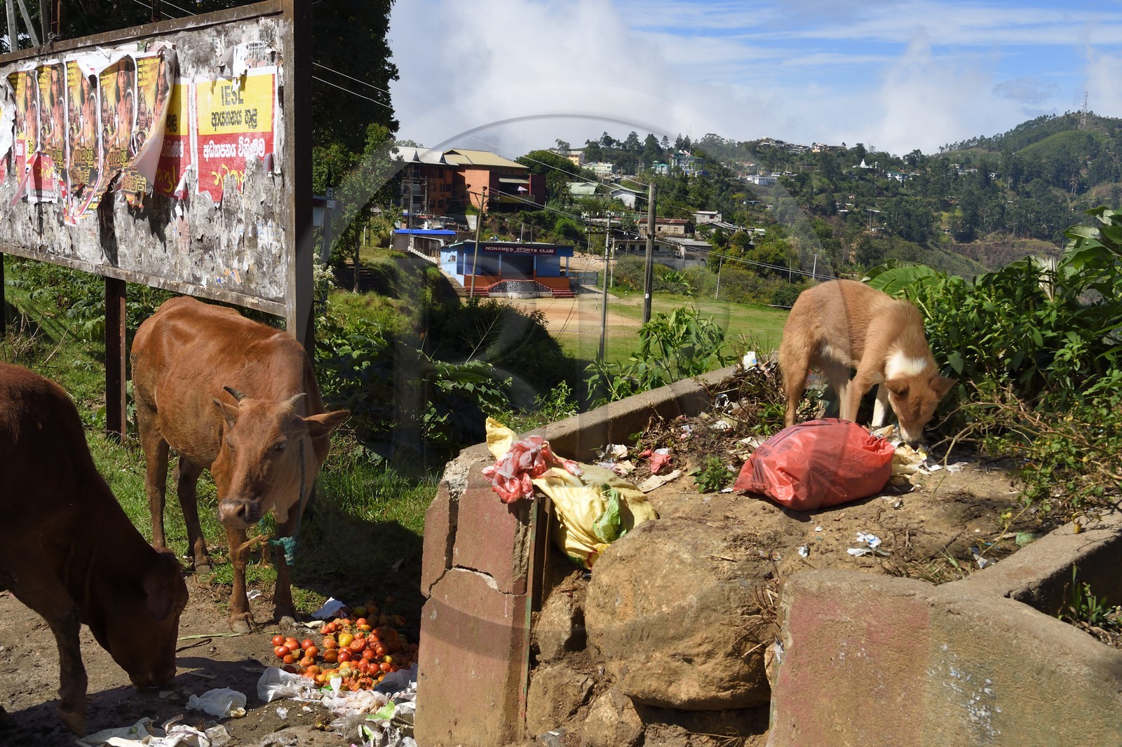 Sri Lanka, Uva Province, Haputale, cows and dog eating waste