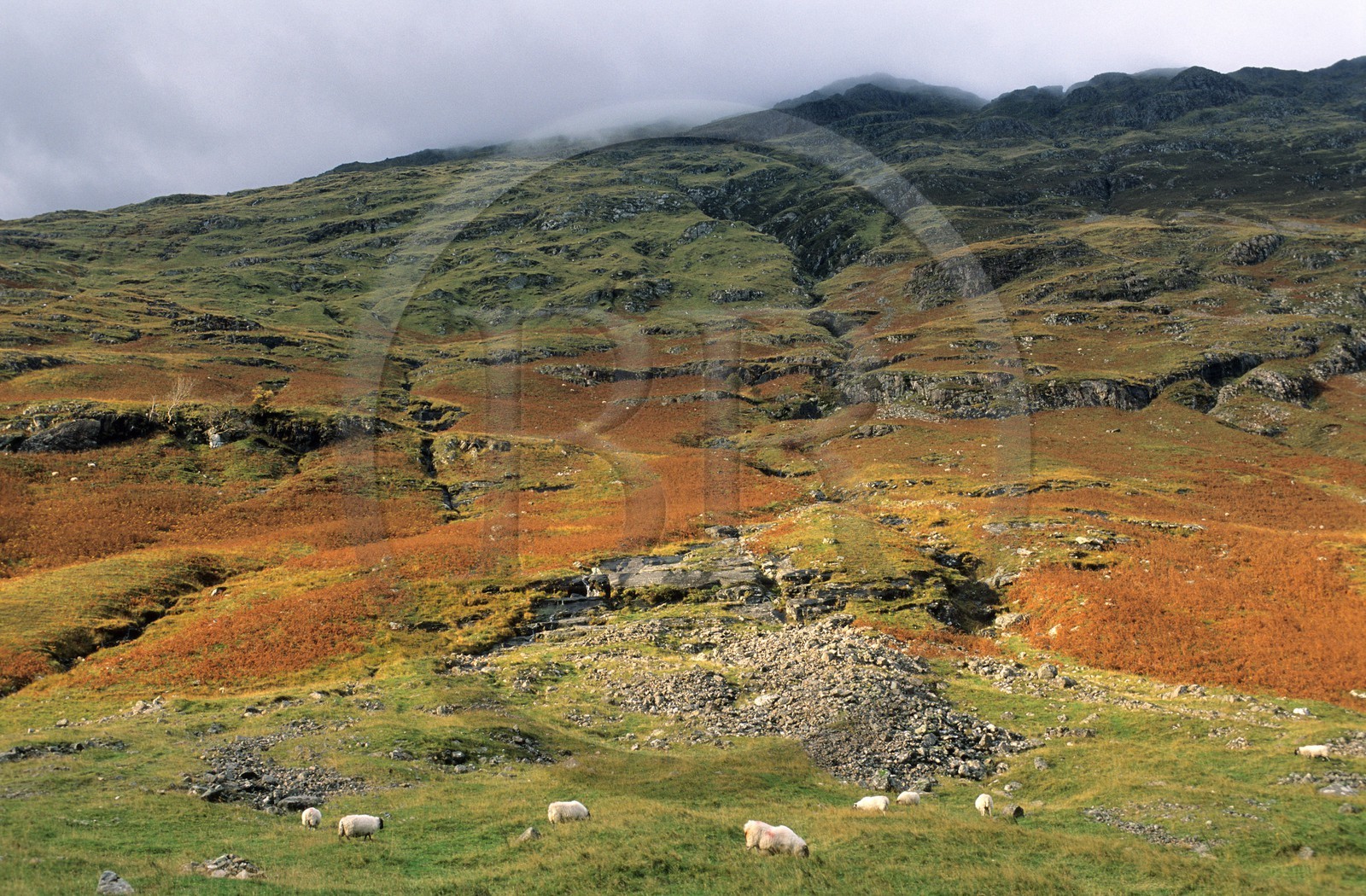 Royaume-Uni, Ecosse, région des Highlands, la vallée de Glencoe (massacre des Mac Donald par les Campbell)