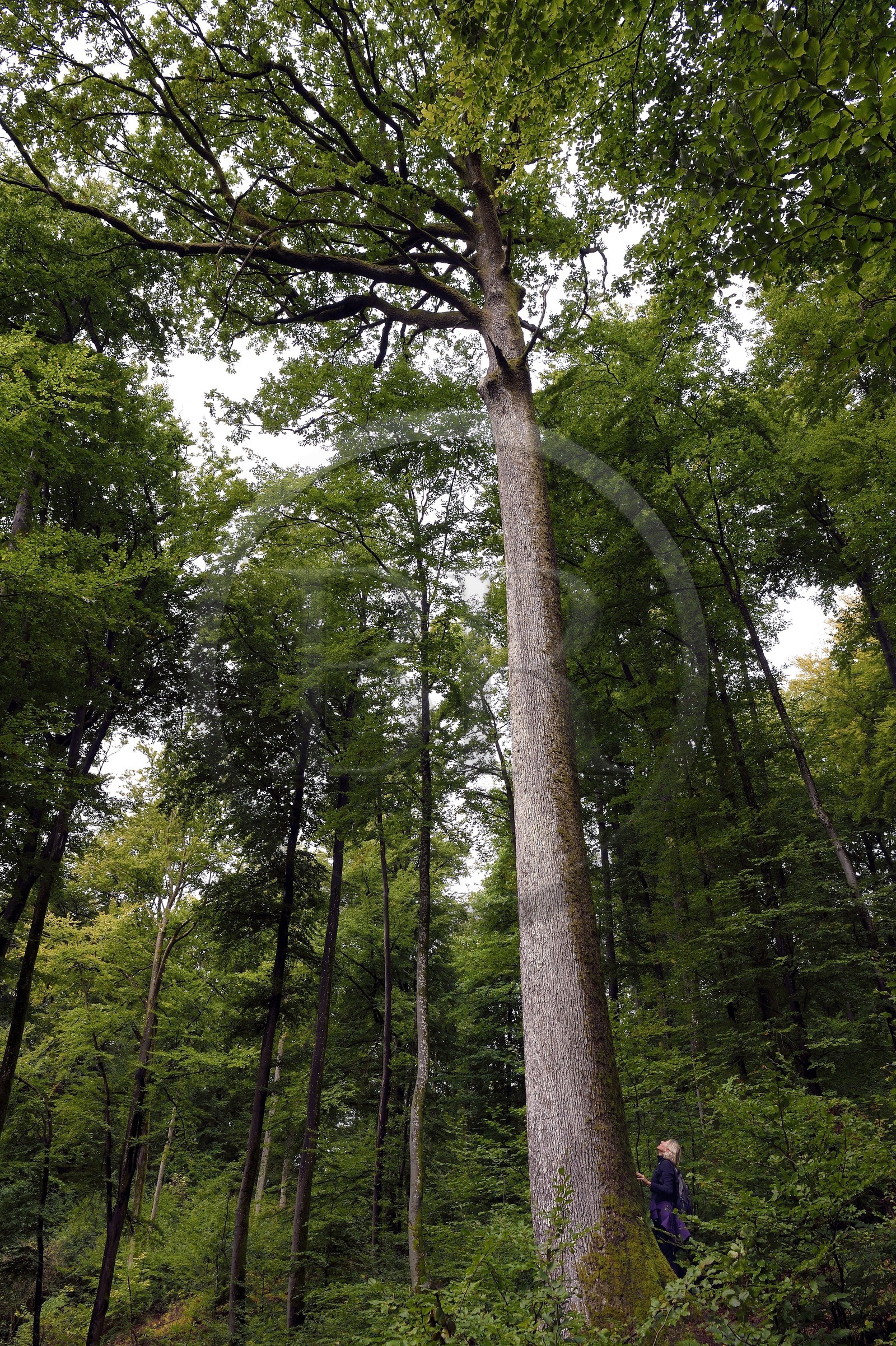 France, Bas-Rhin, Parc regional des Vosges du nord (Northern Vosges Regional Natural Park), La Petite Pierre, hiker on the Trois Roches trail, tall oak tree about forty meters high and that would be 240 years old