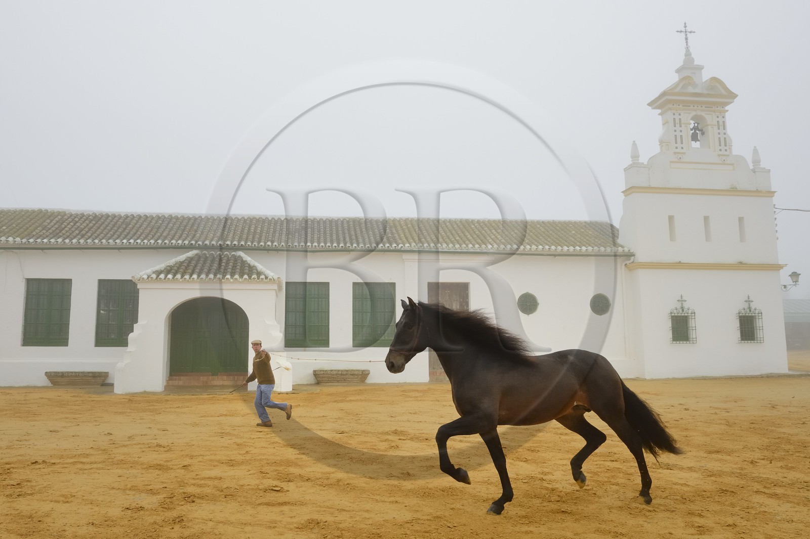 Espagne, Andalousie, province de Séville, Utrera, Finca El Pinganillo, le haras de la propriété, entrainement d'un Pure race espagnole ou PRE (Pura Raza Espanola)