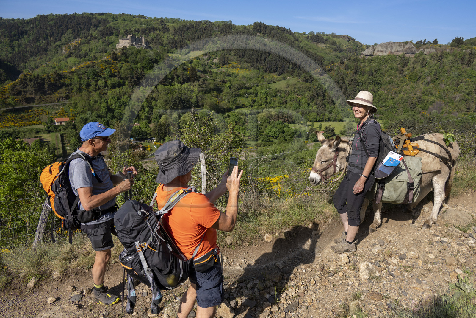 France, Haute-Loire (43), Goudet, Beaufort castle built around 1200 overlooks the Loire Valley, hiking with a donkey on the Robert Louis Stevenson Trail (GR 70), randonnée avec un âne sur le chemin de Stevenson (GR 70) et le chateau de Beaufort en arrière plan