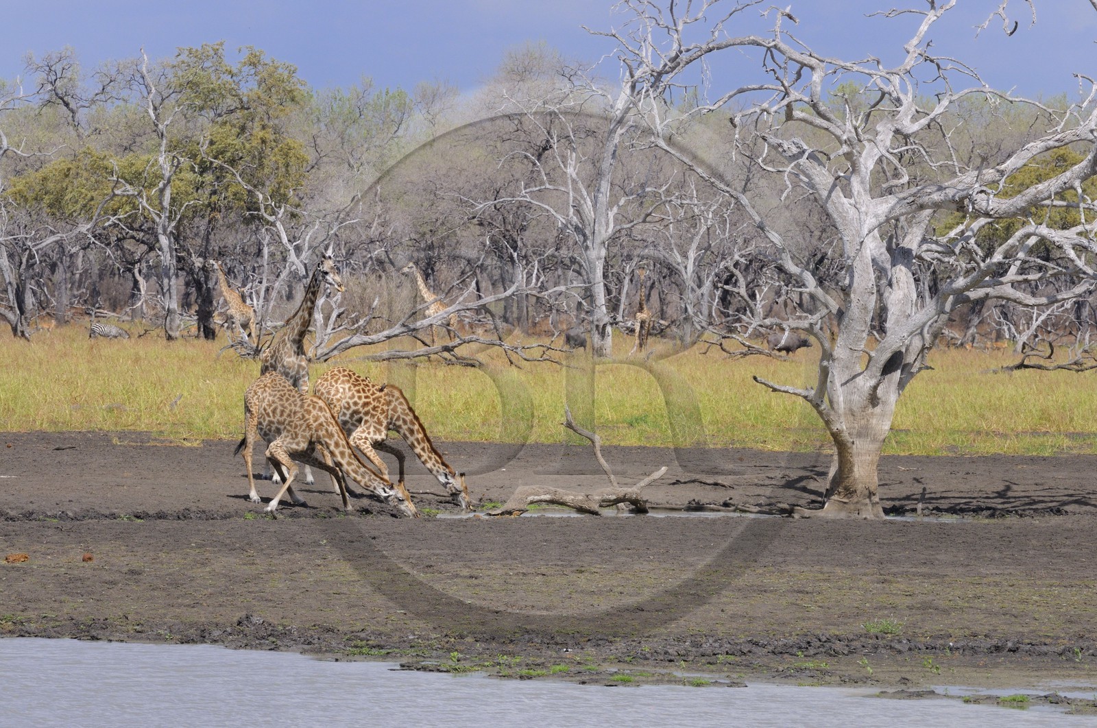 Tanzanie, Reserve de gibier de Selous une des plus grandes zones protégées au monde et inscrite sur la liste du patrimoine mondial de l’Unesco depuis 1982, girafes (Giraffa camelopardalis) en bordure de la rivière Rufiji en saison sèche