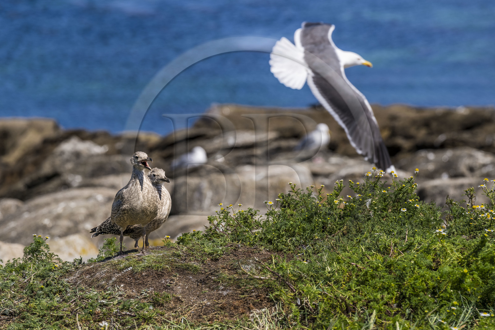 France, Finistère (29), Pays des Abers, Ile Vierge dans l'archipel de Lilia, de très nombreux goélands peuple l'île en période de nidification