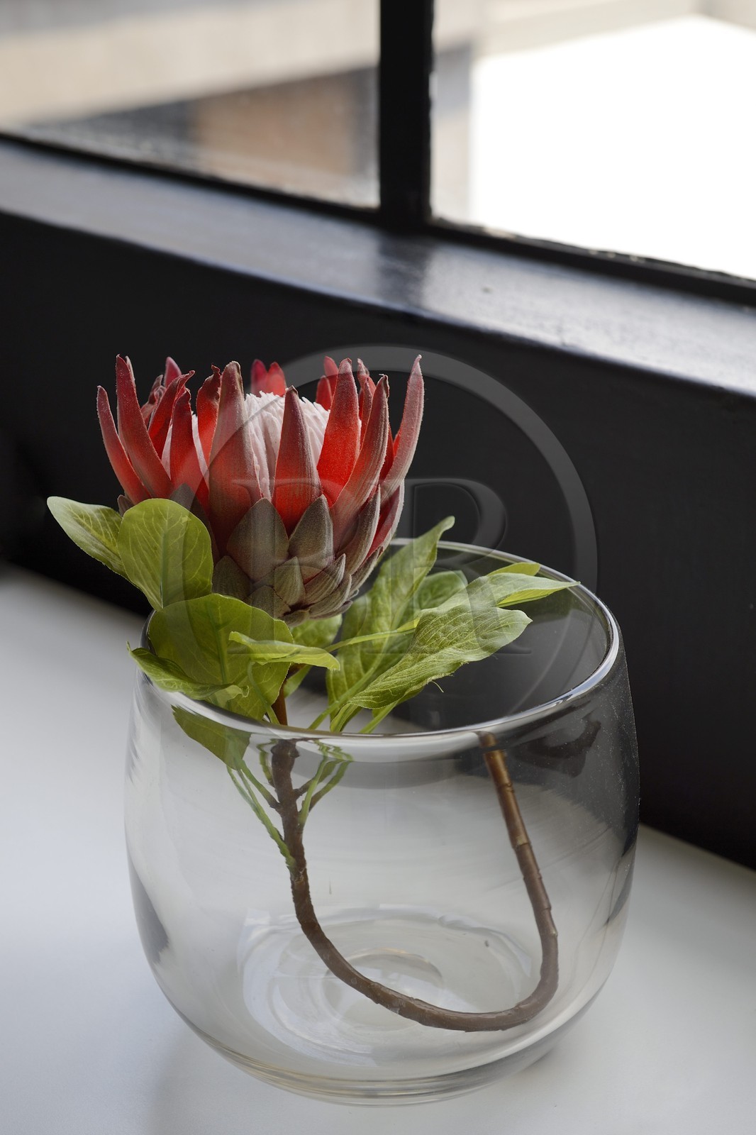 South Africa, Gauteng Province, Johannesburg, Maboneng district, the 12 Decades Johannesburg Art hotel chronicling the history of Johannesburg from 1886- 2006 with rooms designed and conceptualised by some of South Africa’s most celebrated artists and designers, a genus Protea (Protea cynaroides) that is an emblem of South Africa