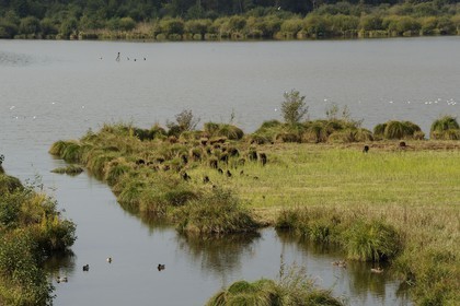 France, Eure (27), Marais-Vernier, la Grande Mare
