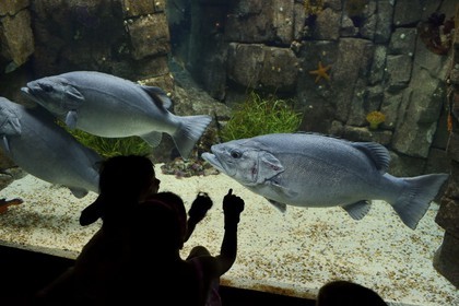 Portugal, Lisbonne, Parque das Nações (Parc des nations) construit pour l'exposition universelle de 1998, Oceanário (Oceanarium), aquarium