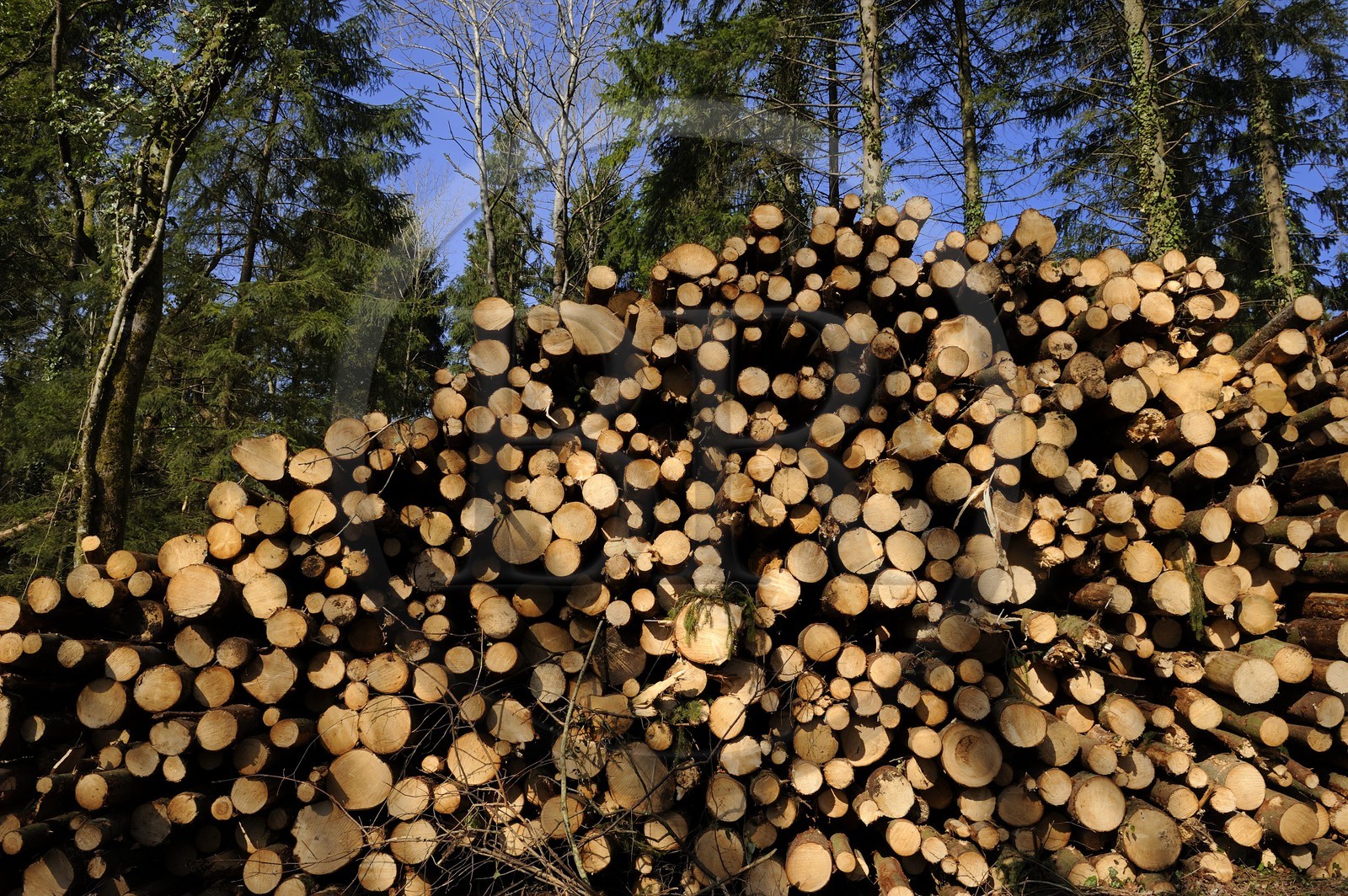 France, Meuse (55), région de Verdun, billes de bois dans la forêt de Souville