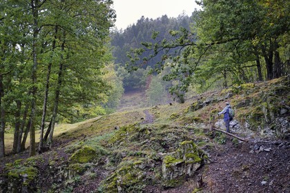 France, Haut-Rhin (68), Parc naturel régional des ballons des Vosges, randonneur remontant la vallée de Storckensohn à l'ouest de Fellering