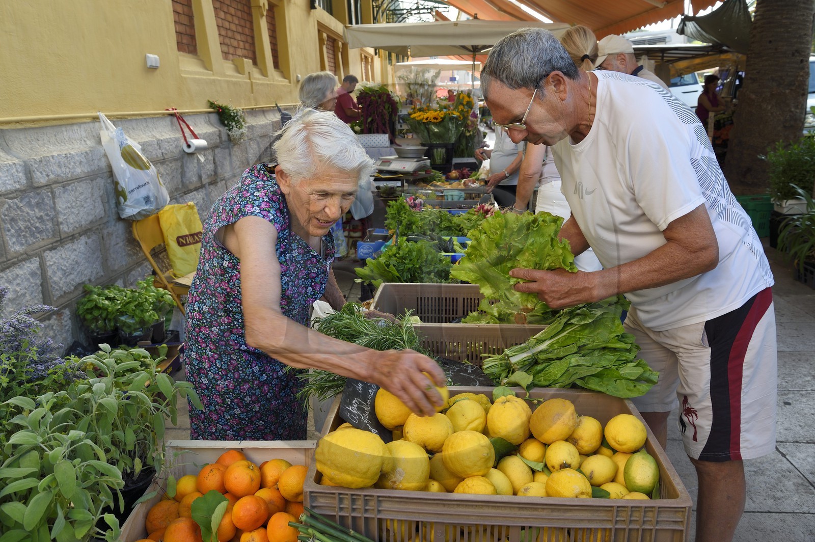 France, Alpes-Maritimes (06), Menton, marché couvert, halle municipale, la productrice Julie Barreli vend ses citrons de Menton