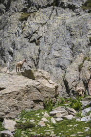 France, Alpes-Maritimes, Parc National du Mercantour (Mercantour national park), Haute Vesubie, Saint Martin Vesubie, Val du Haut Boréon, female Alpine ibex (Capra ibex) near Lake Trecolpas