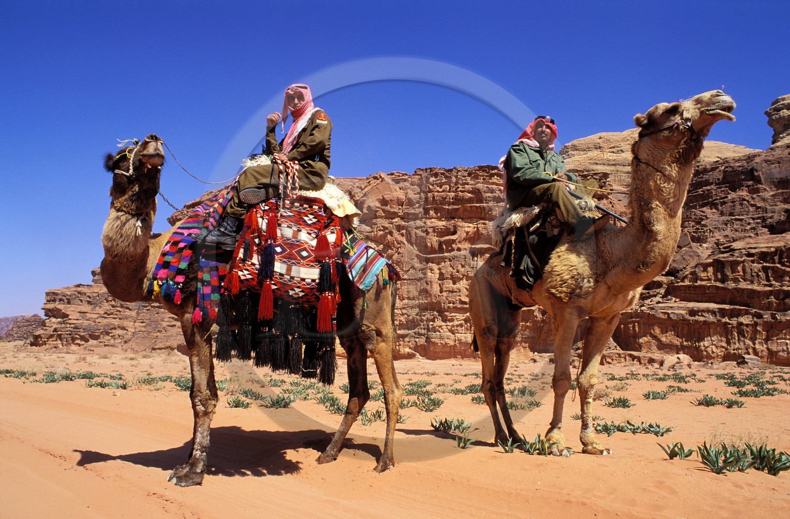 Jordanie, Wadi Rum, une patrouille du ìCamel Corp ou police du désert sur leurs dromadaires
