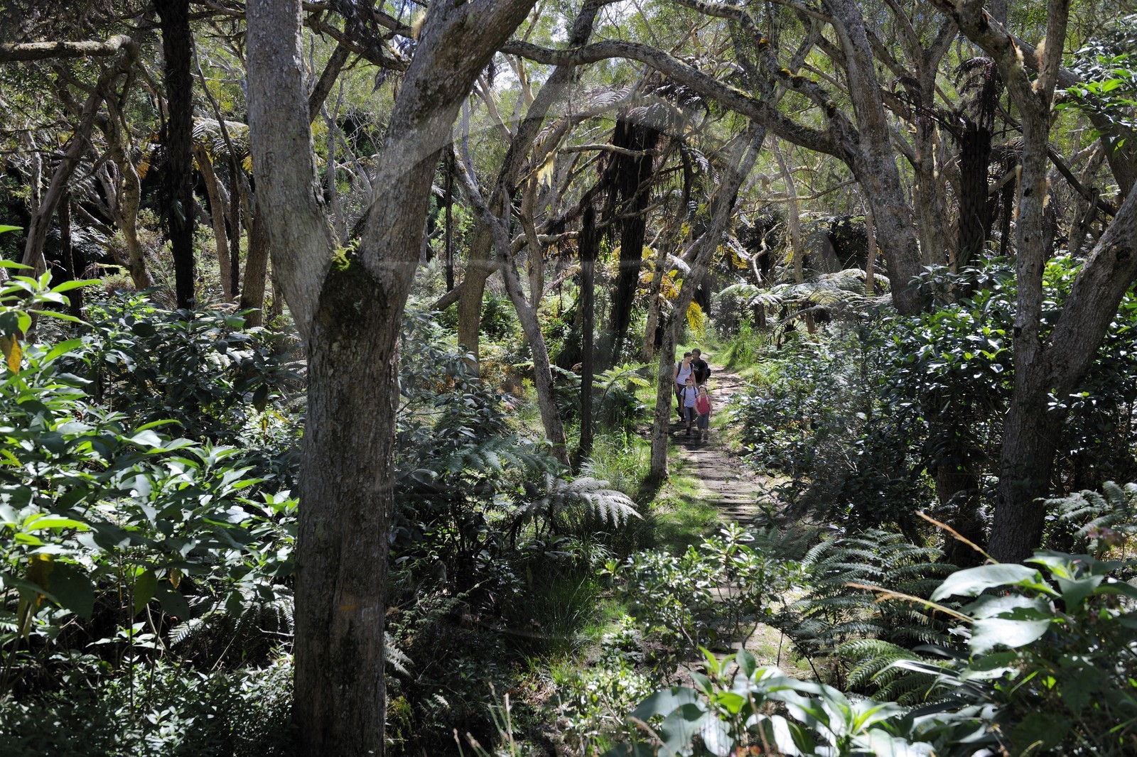 France, Reunion island (French overseas department), hikers in Belouve forest