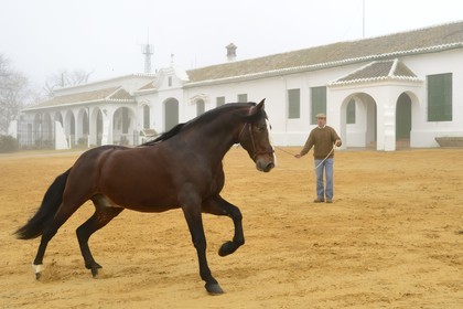 Spain, Andalusia, Seville Province, Utrera, Finca El Pinganillo, the property stud, training of an Andalusian horse also known as the Pure Spanish Horse or PRE (Pura Raza Espanola)
