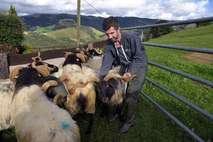 France, Pyrenees Atlantiques, Basque Country, Aldudes valley, Urepel, Philippe Casiriain manech black head sheep breeder