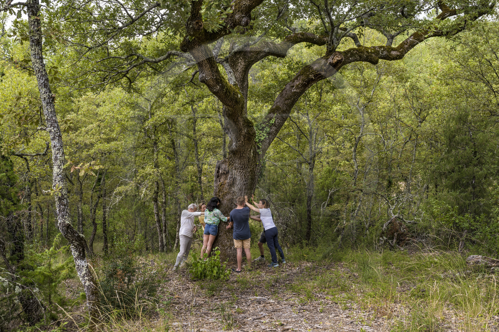 France, Var (83), Provence Verte, Bras, Académie du Bain de Forêt Provençale, forêt du domaine Le Peyrourier - une campagne en Provence