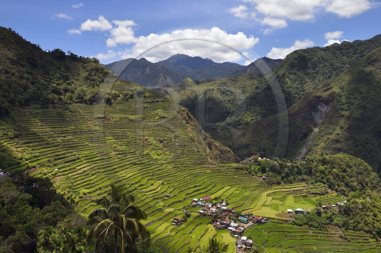 Philippines, province d'Ifugao, les rizières en terrasses de Banaue autour du village de Batad, classées Patrimoine Mondial de l'UNESCO, alimentées par un ancien système d'irrigation depuis la forêt tropicale au-dessus des terrasses