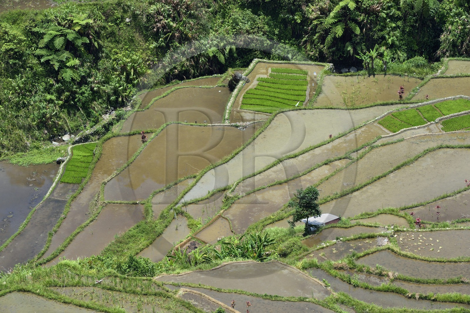Philippines, province d'Ifugao, les rizières en terrasses de Banaue à Cambulo, classées Patrimoine Mondial de l'UNESCO