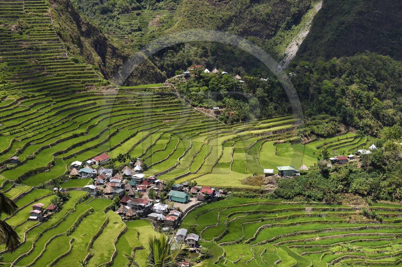 Philippines, province d'Ifugao, les rizières en terrasses de Banaue autour du village de Batad, classées Patrimoine Mondial de l'UNESCO, alimentées par un ancien système d'irrigation depuis la forêt tropicale au-dessus des terrasses
