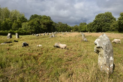 France, Morbihan, Carnac, row of megalithic standing stones at Kermario