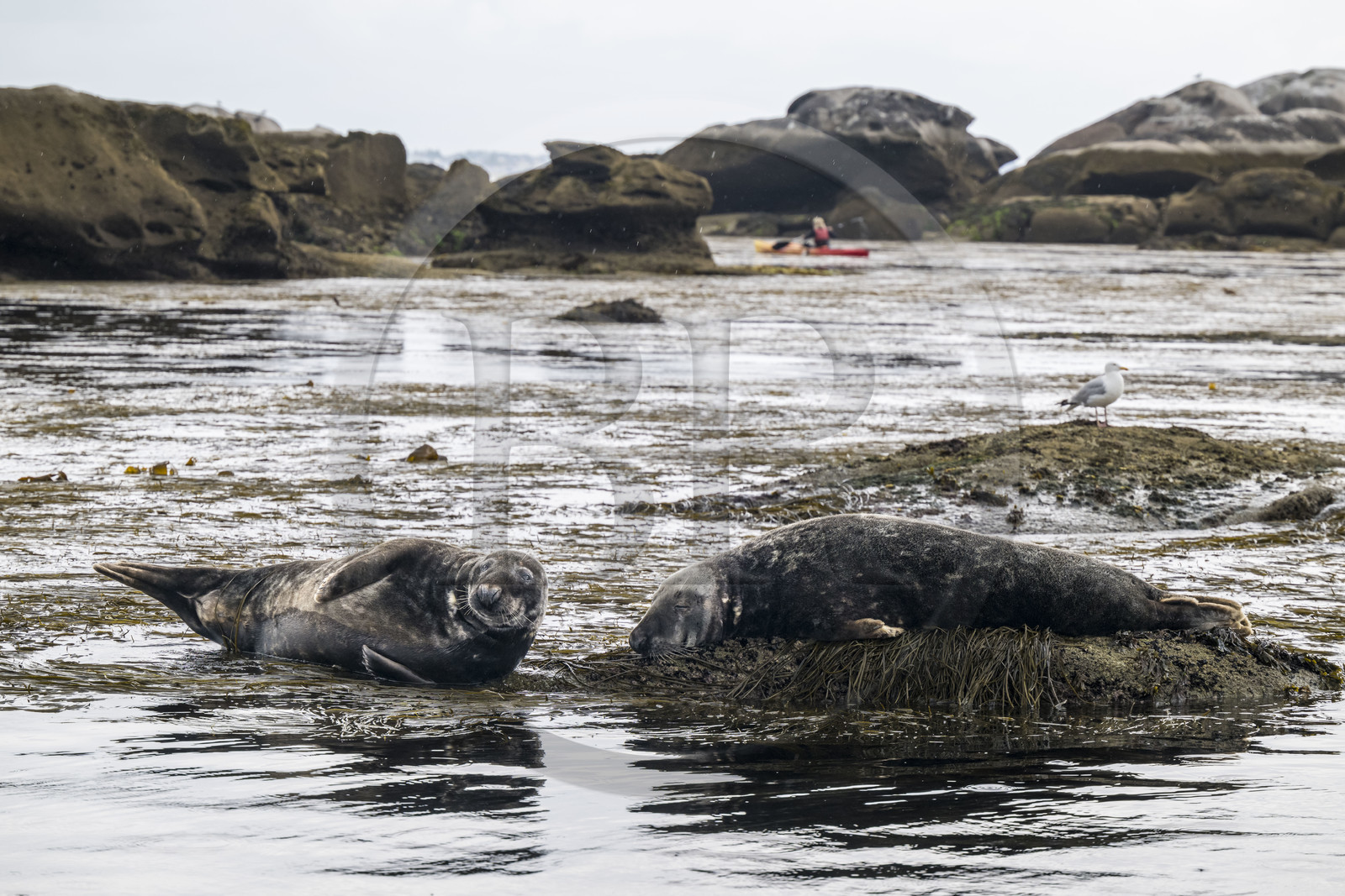 France, Finistère (29), Penmarch, archipel des Étocs, sortie en kayak du Centre nautique du Guilvinec à la découverte du phoque gris (halichoerus grypus) dans les rochers à marée basse