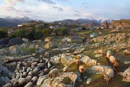 Azerbaïdjan, région de Quba (Guba), chaine de montagne du Grand Caucase, village de Giriz à l'aube, départ des moutons pour les prés
