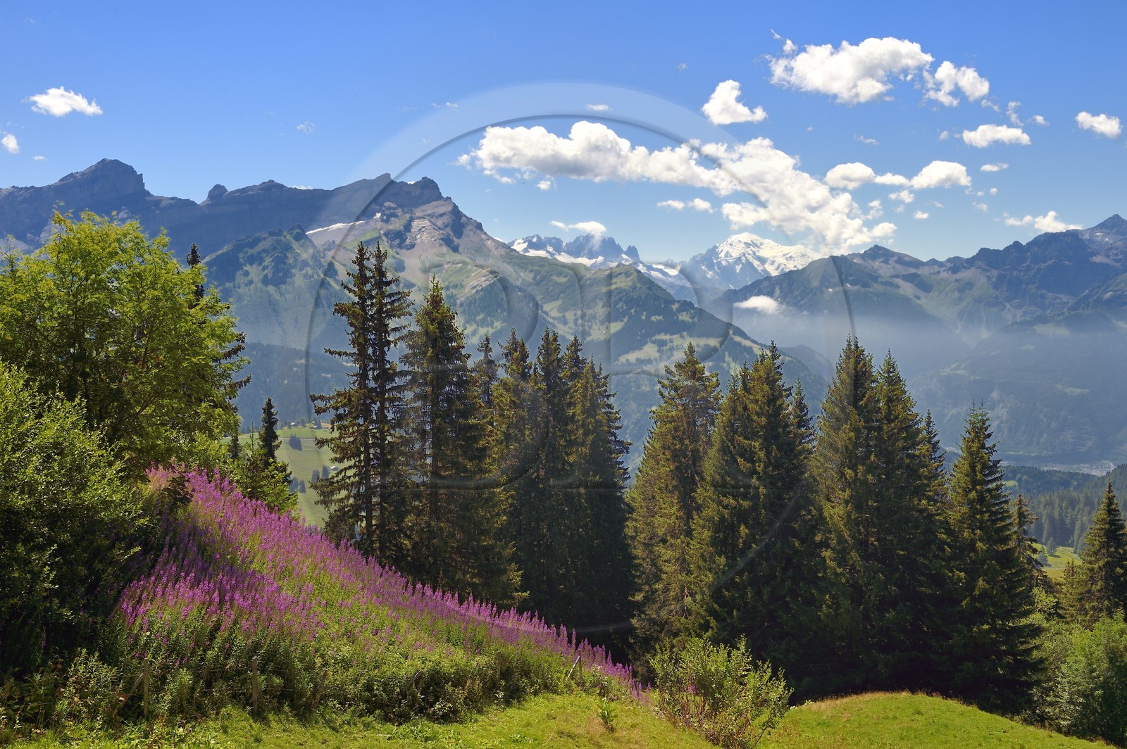 Suisse, canton de Vaud, Villars-sur-Ollon, sapin et épilobes, le Mont-Blanc en arrière plan