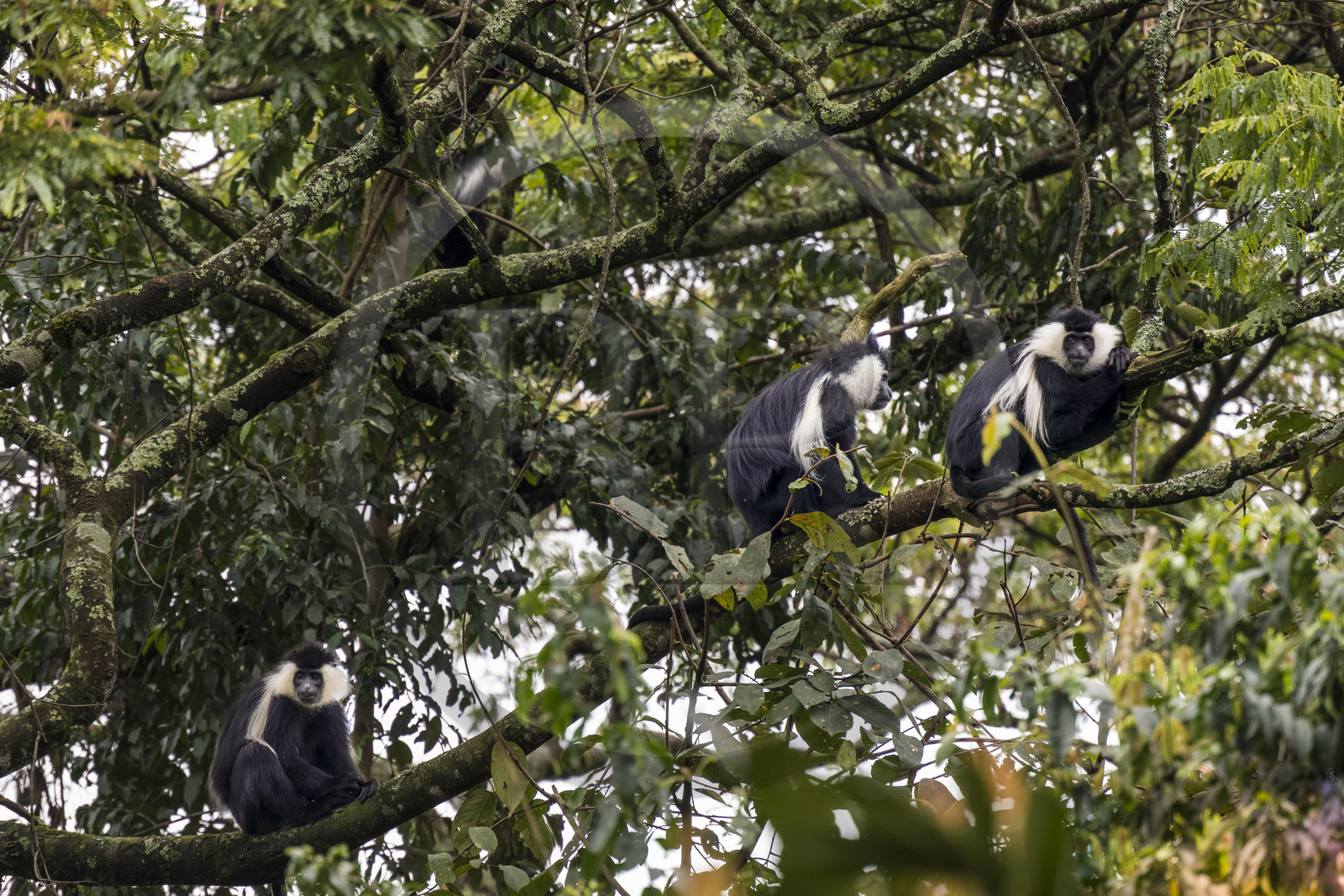 Rwanda, Western Province, Gisakura, Nyungwe National Park, Ruwenzori colobus (Colobus angolensis ruwenzorii) during a walking safari in the natural rainforest