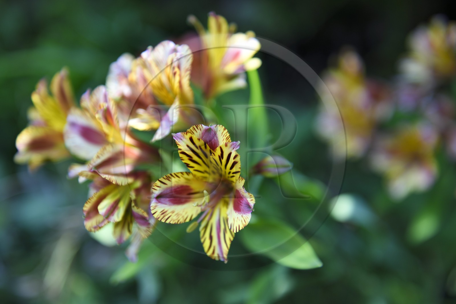 France, Alpes-Maritimes, Menton, garden Serre de la Madone, Peruvian lily (Alstroemeria)