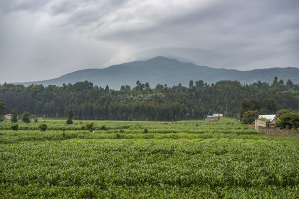 Rwanda, Province du Nord, District de Musanze (Ruhengeri), Busogo, le mont Karisimbi dans les montagnes des Virunga où vivent les gorilles