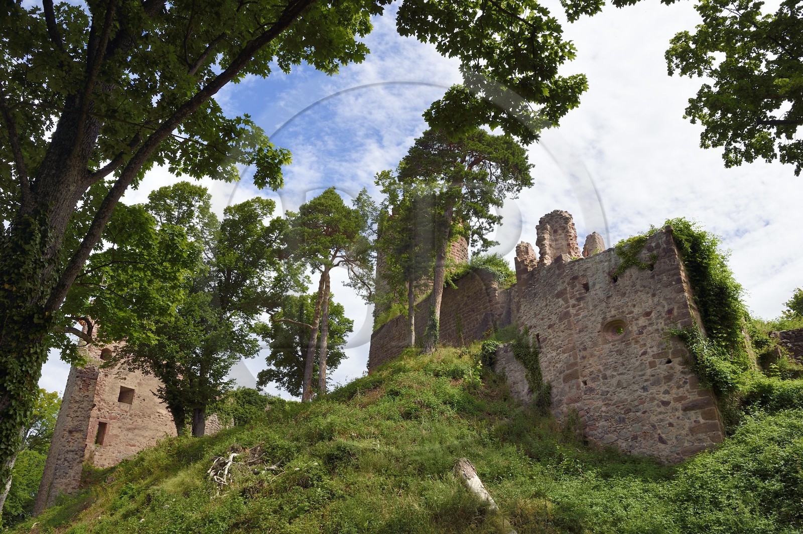 France, Haut-Rhin (68), Route des vins d'Alsace, Ribeauvillé, chateau du Haut-Ribeaupierre (ou Altenkastel)