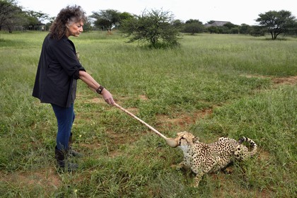 Namibia, Otjiwarongo, Cheetah Conservation Fund, research and education centre, cheetah (Acinonyx jubatus), reward given in exchange of the lure that the cheetah has hunted, the purpose of the exercise is to keep it in shape, Dr. Laurie Marker founder and executive director of CCF founded in 1990