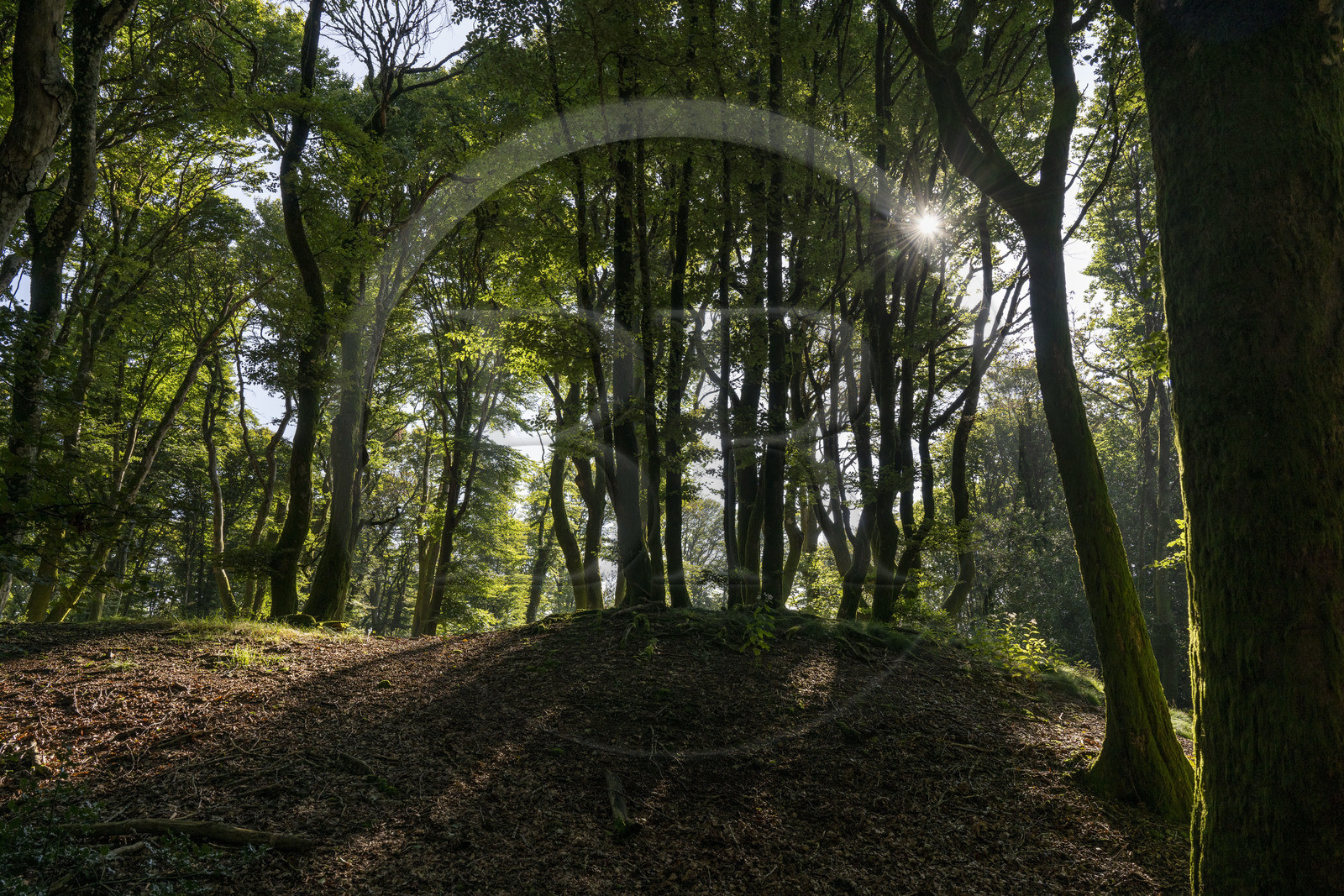 France, Saone et Loire, regional natural park of Morvan, Saint Leger sous Beuvray, oppidum of Bibracte, capital of the Celtic people of the Aedui, archaeological site on Mount Beuvray, hikers in the beech forest at the top of the mountain
