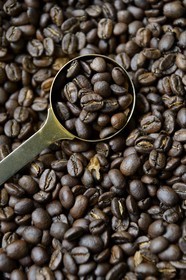 Panama, Chiriqui province, Boquete, Coffee Plantation Finca Lerida, fresh roasted catuai coffee beans