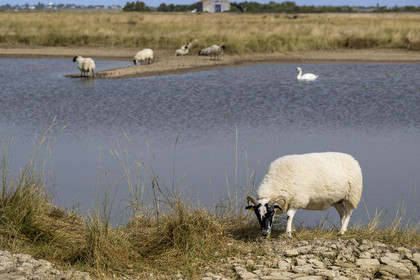 France, Charente-Maritime (17), Saintonge, Saint-Froult, réserve naturelle Moeze-Oléron dans la zone du marais de Brouage, élevage de moutons Scottish Blackface