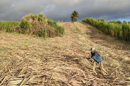 France, Ile de la Reunion, côte sud, Petite-Ile, coupeur créole de canne à sucre dans un champ de canne à sucre