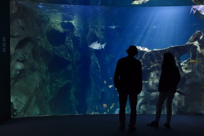 France, Charente-Maritime, La Rochelle, Aquarium La Rochelle, Compulsory Mention, the shark tank