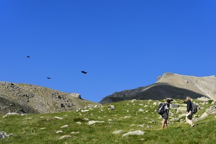 France, Alpes de Haute Provence, Uvernet Fours, Mercantour National Park, Ubaye valley, Cayolle pass (2326 m), flight of Alpine choughs or yellow-billed choughs (Pyrrhocorax graculus)