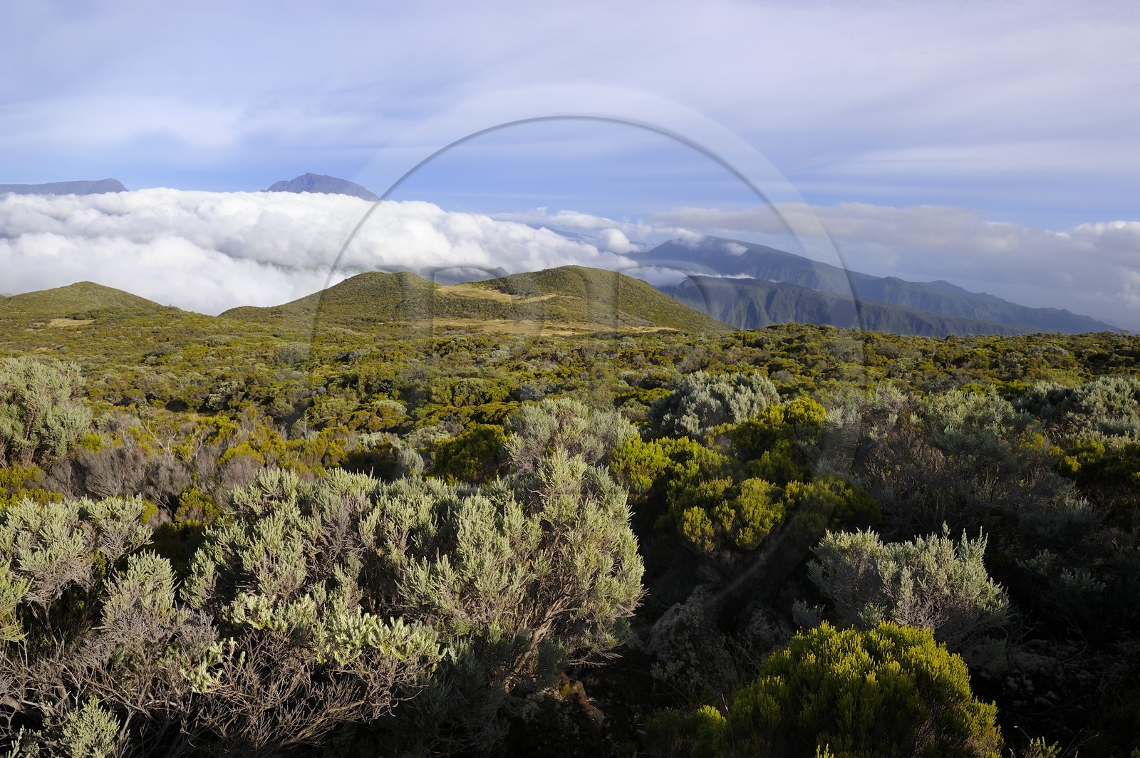France, île de la Réunion, Piton de la Fournaise, classé Patrimoine Mondial de l'UNESCO, végétation rases des pentes du volcan