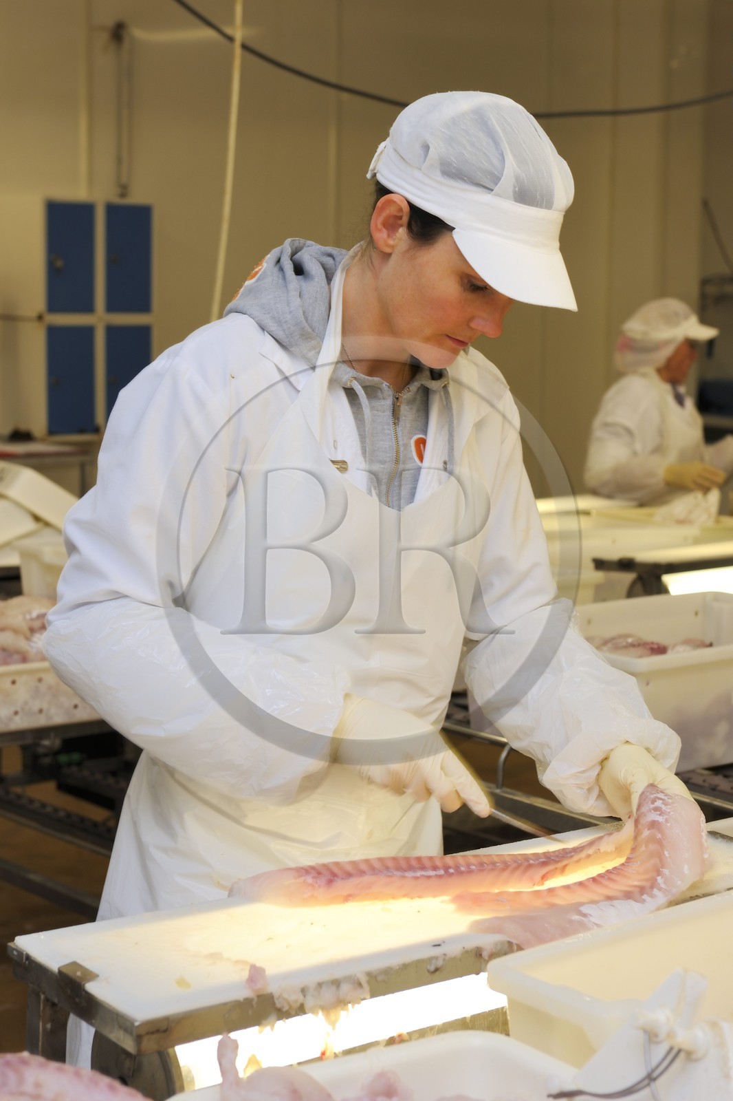 Norvège, Nordland, iles des Westeralen, village de Myre, usine de transformation du cabillaud skrei en filet